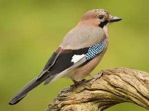 Wild Nordic Sweden