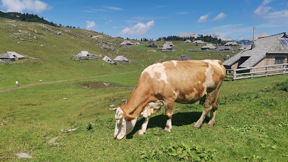 Izvir Kamniške Bistrice