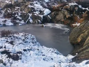 Kalvehageneset