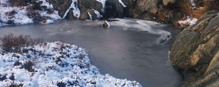 Kalvehageneset