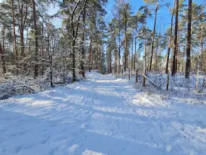 Gifhorner Heide (Fahle Heide)