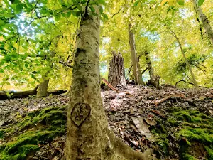 Sunken Trace