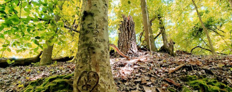 Sunken Trace