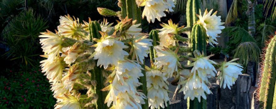 Karnup Nursery - Arid & Exotic Plants