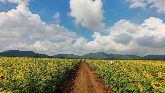 Lopburi Sunflower Field