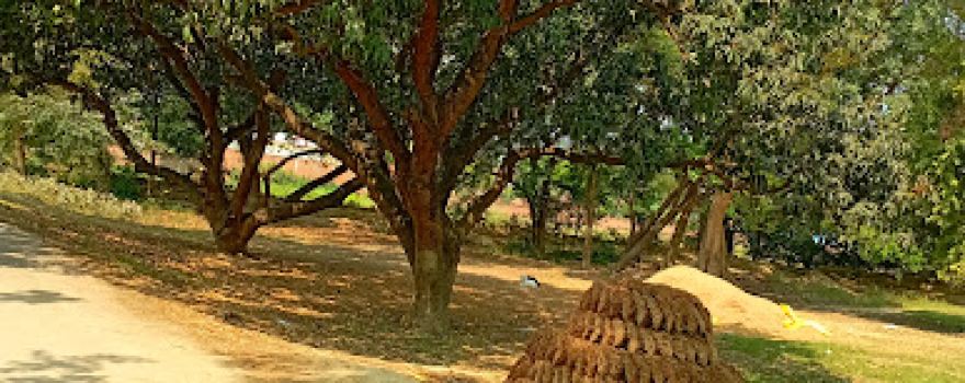 Mahmoodpur garden