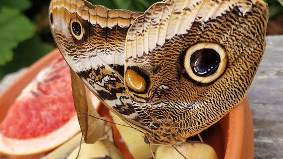 Butterfly House