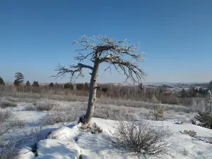 Karagayskiy Bor