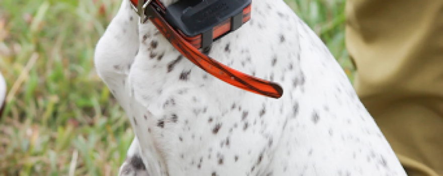 Bourbon Creek Gun Dogs & Guides