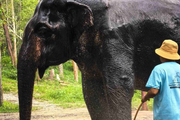 Elephant Care Park Phuket