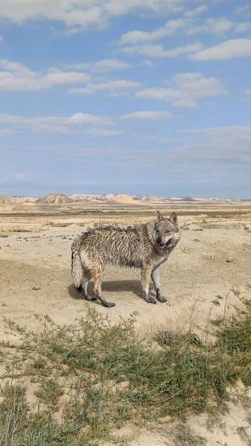 Bardenas Buggies Tour