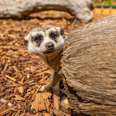 Hobart Zoo and Aquarium