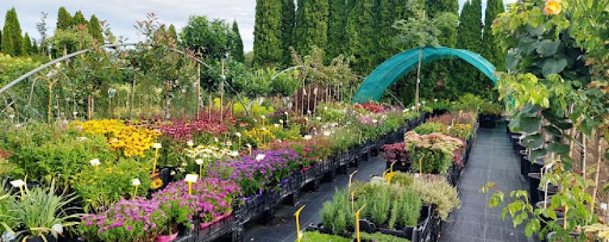 Ing. Peter Dedík - Ornamental nursery Beckov