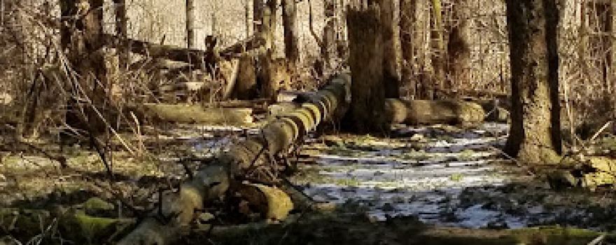 Hillcrest State Game Area