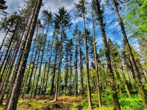 Castle Caldwell Forest