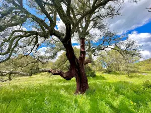 Parco archeologico Biru 'e Concas