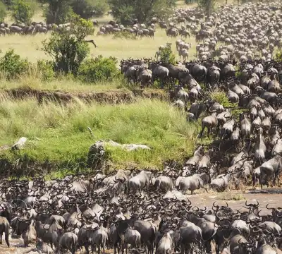 5 stjerner hoteller i Mara, Tanzania