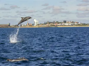 Dolphin Discovery Centre Bunbury
