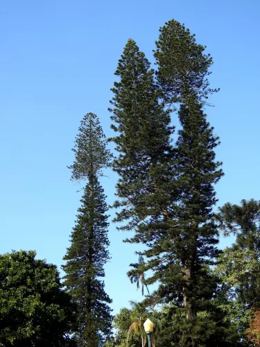 Tunduru Botanical Gardens