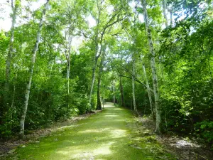 Reserva de la Biosfera de Calakmul