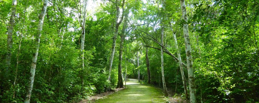 Reserva de la Biosfera de Calakmul