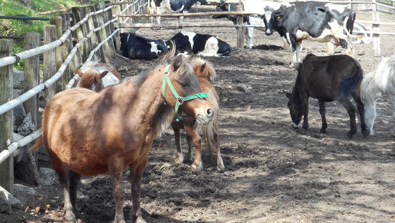 Hattori Dairy Farm