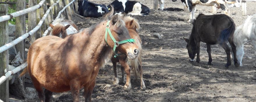 Hattori Dairy Farm