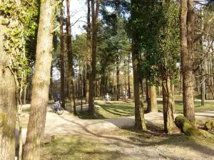 Go Ape Haldon