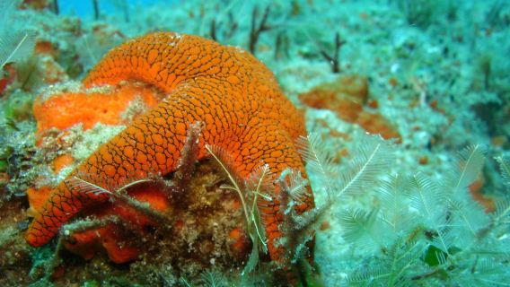 Pisces Diving Sodwana Bay