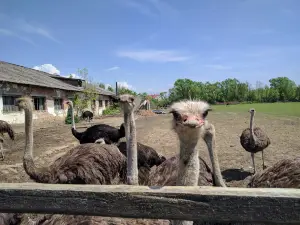 Ostrich farm