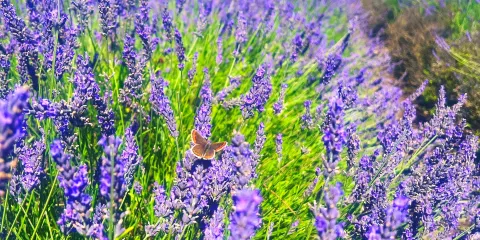 Hitchin Lavender