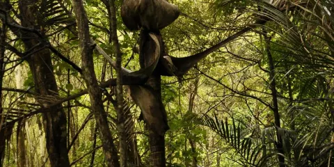 Alice Eaves Scenic Reserve
