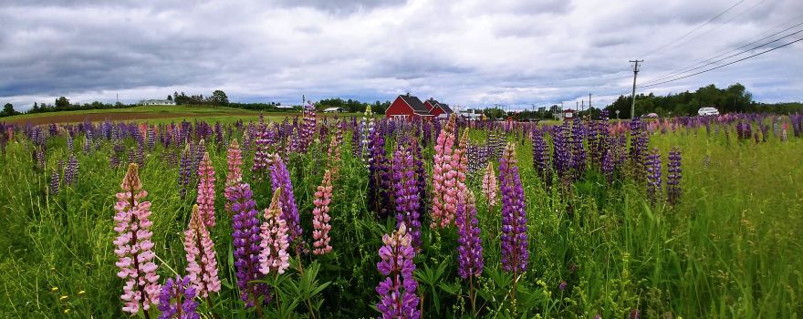 Carleton County