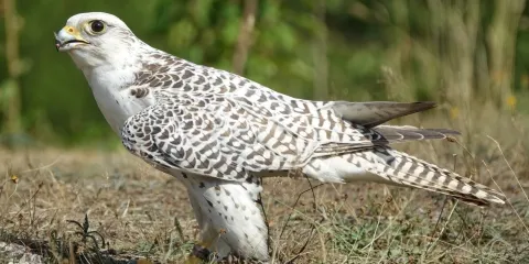 Harzfalkenhof Bad Sachsa