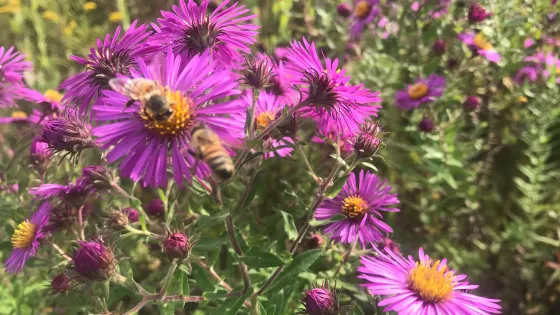 Ithaca Children's Garden
