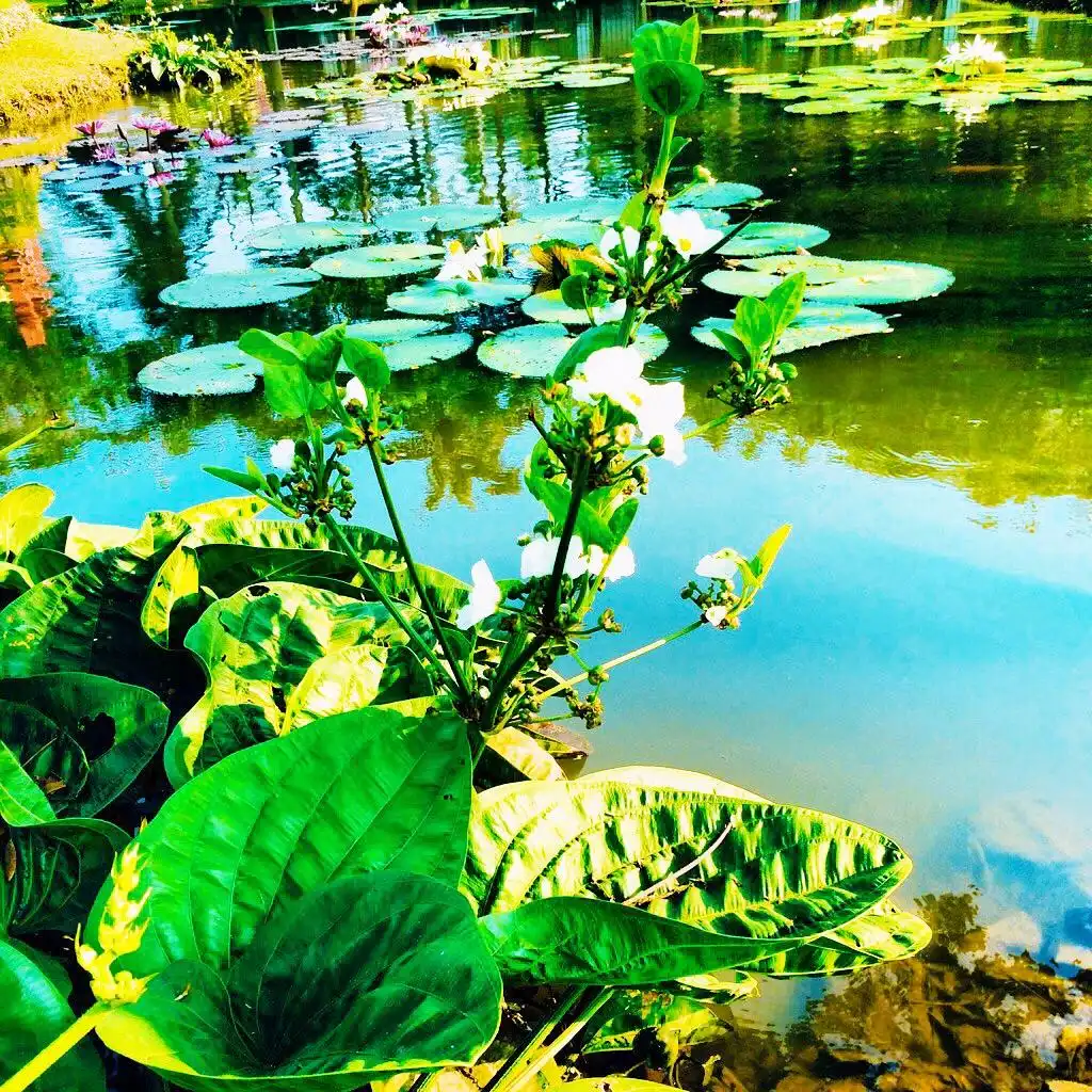 Taman Tabebuia 주변 호텔