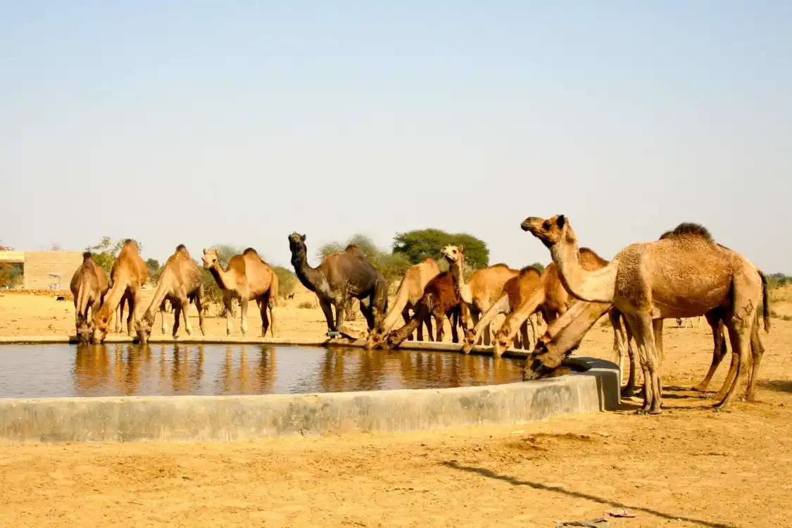 Hotel in zona Wanderlust Camel Safari