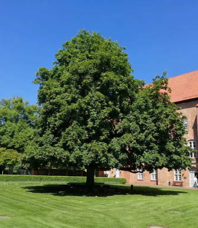 Gromitz