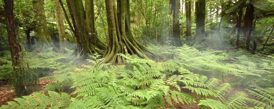 Te Awamutu