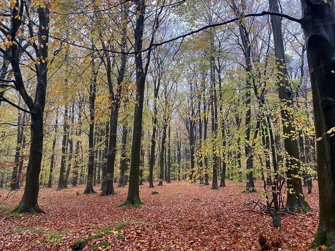 3_Blackwood Forest