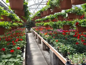 Plants A Plenty