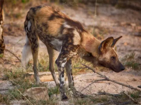 Zaagkuilsdrift Bird Sanctuary And Lodge