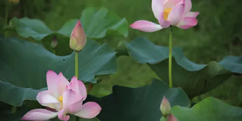 Little Lotus Garden 蓮花園