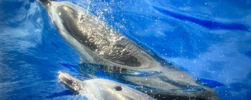 Wild Side Specialty Tours