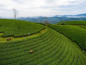 Đồi Chè Mỹ Thuận