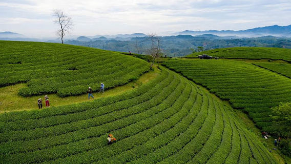 Đồi Chè Mỹ Thuận