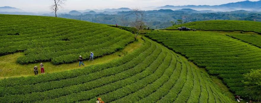 Đồi Chè Mỹ Thuận