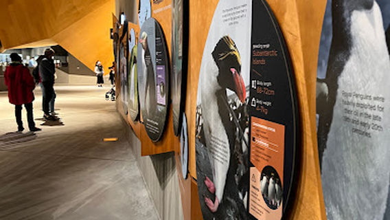 Penguin Parade General Viewing