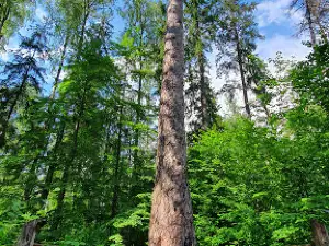 Järvselja Primeval Forest Nature Study Trail