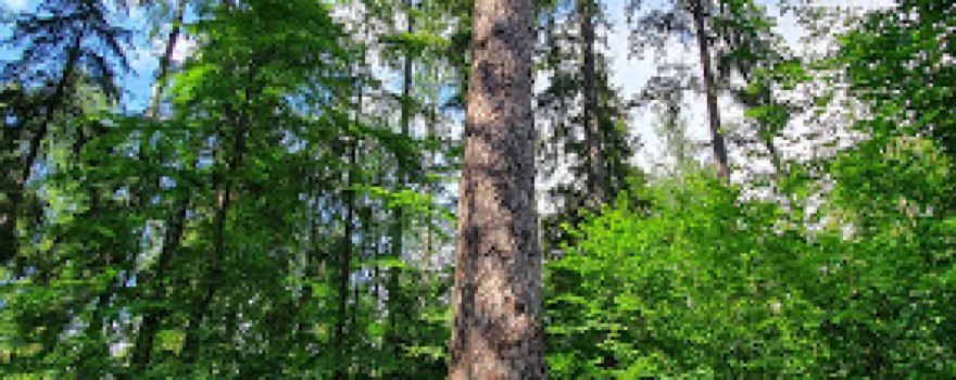 Järvselja Primeval Forest Nature Study Trail